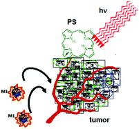 Graphical abstract: The impact of macrophage-cancer cell interaction on the efficacy of photodynamic therapy