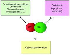 Graphical abstract: Signalling pathway activation by photodynamic therapy: NF-κB at the crossroad between oncology and immunology