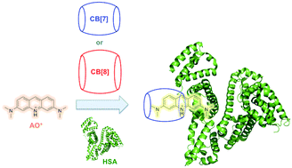 Graphical abstract: Time-resolved fluorescence anisotropy as a tool to study guest–cucurbit[n]uril–protein ternary supramolecular interactions