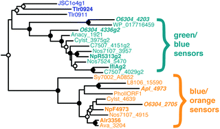 Graphical abstract: Identification of DXCF cyanobacteriochrome lineages with predictable photocycles