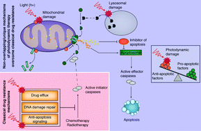 Graphical abstract: The role of photodynamic therapy in overcoming cancer drug resistance