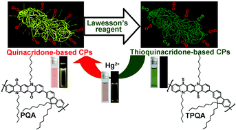 Graphical abstract: Fluorescent conjugated polymers based on thiocarbonyl quinacridone for sensing mercury ion and bioimaging
