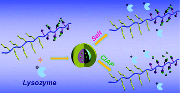 Graphical abstract: Multi-responsive protein nanocarriers from an anionic dynamic covalent copolymer