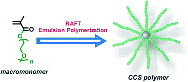 Graphical abstract: A highly efficient macromonomer approach to core cross-linked star (CCS) polymers via one-step RAFT emulsion polymerization