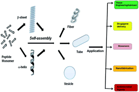 Graphical abstract: Short peptide based self-assembled nanostructures: implications in drug delivery and tissue engineering