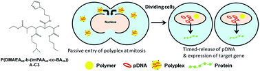 Graphical abstract: Timed-release polymers as novel transfection reagents