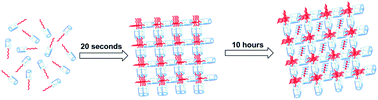 Graphical abstract: Copillar[5]arene-based supramolecular polymer gels