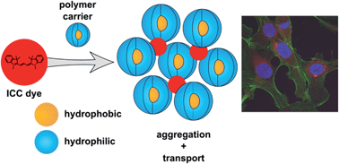 Graphical abstract: Structure related transport properties and cellular uptake of hyperbranched polyglycerol sulfates with hydrophobic cores