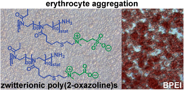 Graphical abstract: Zwitterionic poly(2-oxazoline)s as promising candidates for blood contacting applications