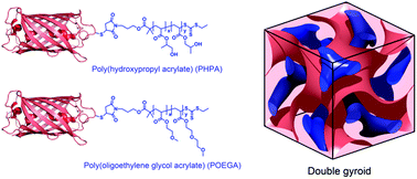 Graphical abstract: Effect of polymer chemistry on globular protein–polymer block copolymer self-assembly