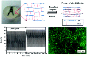 Graphical abstract: Diels–Alder crosslinked HA/PEG hydrogels with high elasticity and fatigue resistance for cell encapsulation and articular cartilage tissue repair