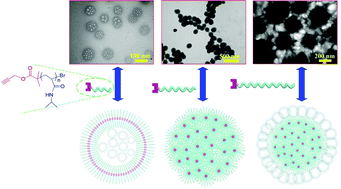 Graphical abstract: How does a tiny terminal alkynyl end group drive fully hydrophilic homopolymers to self-assemble into multicompartment vesicles and flower-like complex particles?