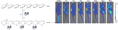 Graphical abstract: A tumor-targeting dextran–apoprotein conjugate integrated with enediyne chromophore shows highly potent antitumor efficacy