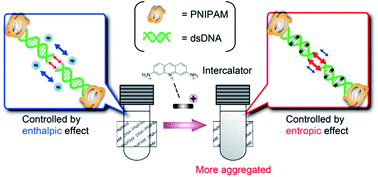 Graphical abstract: DNA molecular recognition of intercalators affects aggregation of a thermoresponsive polymer