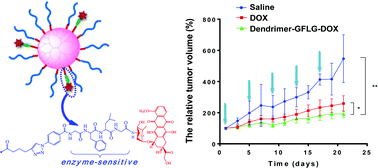 Graphical abstract: Dendrimer–doxorubicin conjugate as enzyme-sensitive and polymeric nanoscale drug delivery vehicle for ovarian cancer therapy