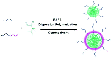 Graphical abstract: Versatile RAFT dispersion polymerization in cononsolvents for the synthesis of thermoresponsive nanogels with controlled composition, functionality and architecture