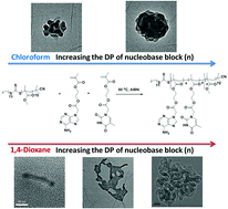 Graphical abstract: Exploiting nucleobase-containing materials – from monomers to complex morphologies using RAFT dispersion polymerization