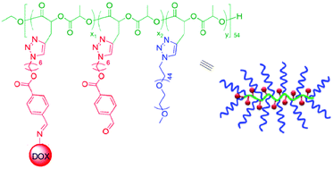 Graphical abstract: A degradable brush polymer–drug conjugate for pH-responsive release of doxorubicin