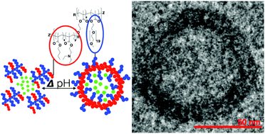 Graphical abstract: Dynamic intracellular delivery of antibiotics via pH-responsive polymersomes