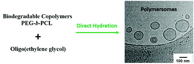 Graphical abstract: Robust formation of biodegradable polymersomes by direct hydration
