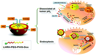 Graphical abstract: Multifunctional pH-sensitive micelles for tumor-specific uptake and cellular delivery