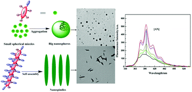 Graphical abstract: One-pot synthesis of indolizine functionalized nanohyperbranched polyesters with different nano morphologies and their fluorescent response to anthracene