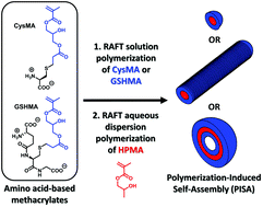 Graphical abstract: Synthesis and characterization of poly(amino acid methacrylate)-stabilized diblock copolymer nano-objects