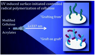 Graphical abstract: Cellulose grafting by photoinduced controlled radical polymerisation