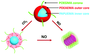 Graphical abstract: The use of endogenous gaseous molecules (NO and CO2) to regulate the self-assembly of a dual-responsive triblock copolymer