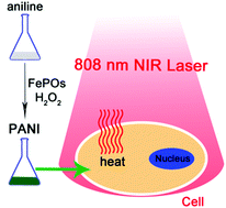 Graphical abstract: A green route to water-soluble polyaniline for photothermal therapy catalyzed by iron phosphates peroxidase mimic