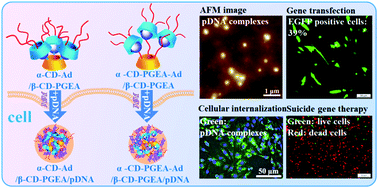 Graphical abstract: A series of new supramolecular polycations for effective gene transfection