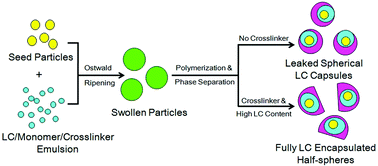 Graphical abstract: A synthetic approach towards micron-sized smectic liquid crystal capsules via the diffusion controlled swelling method