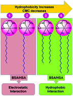 Graphical abstract: Study of single and double chain surfactant–cobalt(iii) complexes and their hydrophobicity, micelle formation, interaction with serum albumins and antibacterial activities