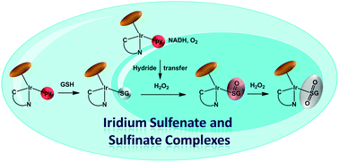 Graphical abstract: Formation of glutathione sulfenate and sulfinate complexes by an organoiridium(iii) anticancer complex