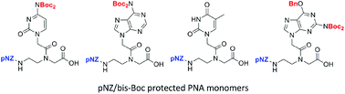 Graphical abstract: Facile solid-phase synthesis of PNA–peptide conjugates using pNZ-protected PNA monomers