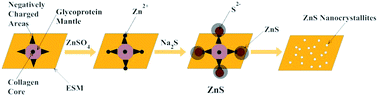 Graphical abstract: Biogenic synthesis of photocatalytically active ZnS/ESM composites