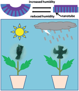 Graphical abstract: Asymmetric water diffusion driven nanotube actuator