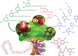 Graphical abstract: Naturally occurring phenolic sources: monomers and polymers