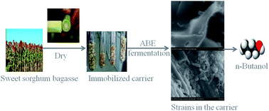 Graphical abstract: Sweet sorghum bagasse as an immobilized carrier for ABE fermentation by using Clostridium acetobutylicum ABE 1201