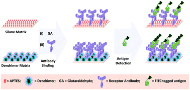 Graphical abstract: A dendrimer matrix for performance enhancement of evanescent wave absorption-based fiber-optic biosensors