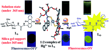 Graphical abstract: Glyco-conjugate as selective switch-on molecule for Hg2+ in the presence of albumin proteins, blood serum milieu and on silica gel solid support