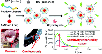 Graphical abstract: Spacer-enhanced chymotrypsin-activated peptide-functionalized gold nanoparticle probes: a rapid assay for the diagnosis of pancreatitis