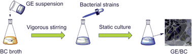 Graphical abstract: A novel three-dimensional graphene/bacterial cellulose nanocomposite prepared by in situ biosynthesis