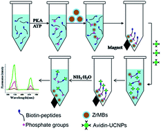 Graphical abstract: Highly sensitive detection of protein kinase activity using upconversion luminescent nanoparticles