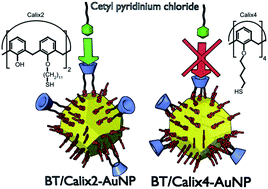 Graphical abstract: Gold nanoparticles: calixarene complexation in a mixed calixarene–alkanethiol monolayer