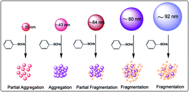 Graphical abstract: Thioanisole induced size-selective fragmentation of gold nanoparticles