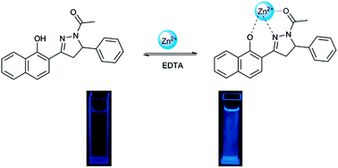 Graphical abstract: A high sensitive fluorescence turn-on probe for imaging Zn2+ in aqueous solution and living cells