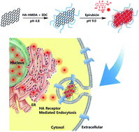 Graphical abstract: Nano graphene oxide–hyaluronic acid conjugate for target specific cancer drug delivery