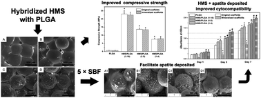 Graphical abstract: Enhancement of compressive strength and cytocompatibility using apatite coated hexagonal mesoporous silica/poly(lactic acid-glycolic acid) microsphere scaffolds for bone tissue engineering