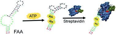 Graphical abstract: Exact tailoring of an ATP controlled streptavidin binding aptamer